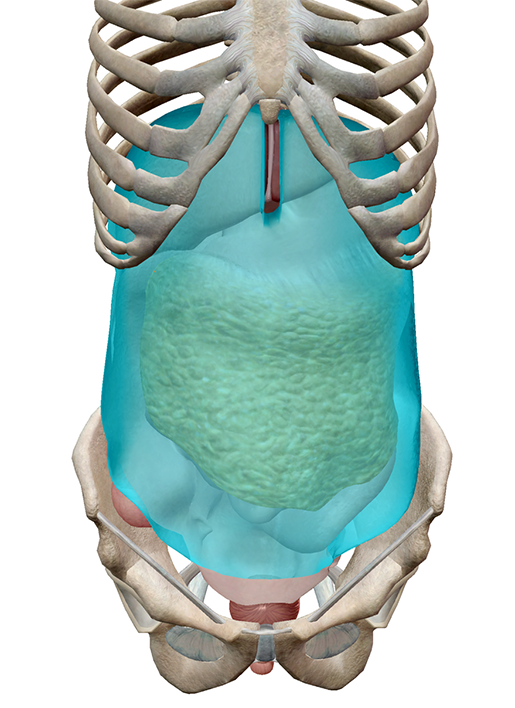 Studying The Peritoneum With Human Anatomy Atlas 2020